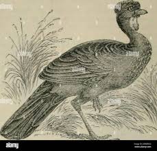 Image result for Psammotropha myriantha