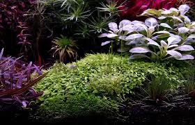 Image result for Hetaeria heterosepala