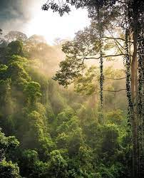 Teh gaharu khasiat alam semulajadi. Mat Travel Ø¹Ù„Ù‰ ØªÙˆÙŠØªØ± Cantiknya Keindahan Alam Semulajadi Di Danum Valley Sabah Malaysia Kena Masukkan Tempat Ni Dalam List Travel Ke Sabah Part 3 Danum Valley Conservation Area Sabah