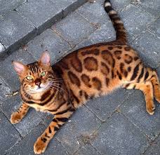 Maybe you would like to learn more about one of these? Meet Thor The Bengal Cat With Purrfectly Beautiful Fur Bored Panda
