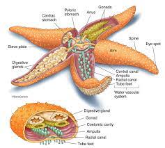 Starfish Sea Star Anatomy Photo Animal Science Zoology Marine Biology