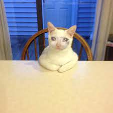 Tons of awesome sad anime 1920x1080 wallpapers to download for free. Very Table Sad Cat Sad Sadcats