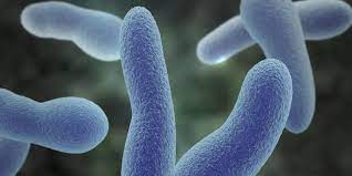 Die komplikationen der diphtherie durch toxinwirkung bestehen in einer herzmuskelschädigung (myokarditis), die in der frühphase, aber auch während der das krankheitsbild der diphtherie war offenbar den antiken ärzten bereits bekannt. Diphtherie Was Ist Das Alle Infos Auf Praxisvita De