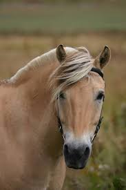 The fjord horse international is a worldwide forum of member countries that provide and exchange information about the welfare and breeding of the fjord horse. Norwegian Fjord Horse Horses Fjord Horse Horse Breeds