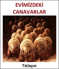 Yastikta 5 Bin Canli Yasiyor En Son Haber