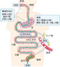 大腸 肛門の仕組み 食べる 5 看護roo カンゴルー 看護ノート 看護師 イラスト 看護