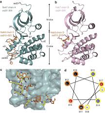 Contact them to learn more about all the corporate financial services that they offer. Mechanistic Basis Of Nek7 Activation Through Nek9 Binding And Induced Dimerization Nature Communications