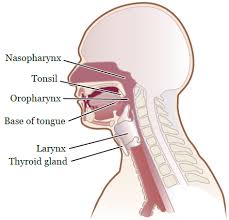 Radiation Therapy To The Head And Neck Memorial Sloan Kettering Cancer Center
