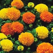 Seed germination and seedling problems. Buy Flower Seeds Online Amazing Selection From 99p