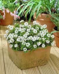 Perennial Candytuft Golden Candy Iberis Sempervirens Golden Candy Evergreen Candytuft Golden Candy Edging Candytuft Golden Candy Garrex S Candytuft Golden Candy Iberis Commutata Golden Candy Plants Flowers 99roots Com