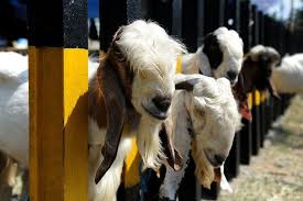 Image result for eid al adha