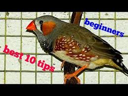 We did not find results for: How To Take Care Of Zebra Finch 10 Best Tips For Beginners In Hindi Urdu And English Youtube Zebra Finch Zebra Finch