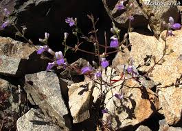 Image result for Nesaea linearis