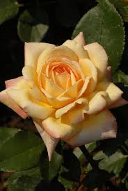 Pin On Roses