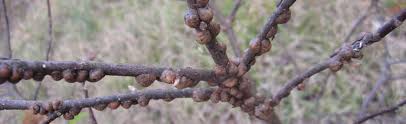While this magnolia flowers primarily in spring, it may continue to bloom sporadically thereafter. Bumps On Branches Of Magnolia Melinda Myers