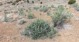 Image result for Swertia tetrandra