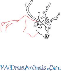 Maybe you would like to learn more about one of these? How To Draw A Realistic Reindeer
