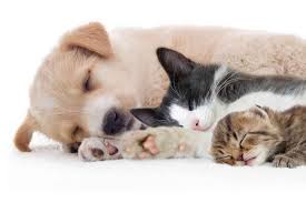 Mccann and staff at shelton veterinary hospital are here to take care of your family pets. Perth Pet Vet Services Offering Vaccinations Preventative Health Care Dental Procedures And More