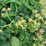 Image result for Cyphostemma adenocaule