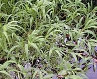Image result for Paspalum plicatulum