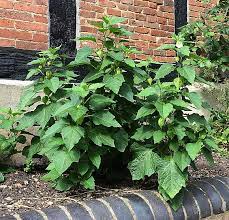 Keep the soil moist to ensure germination. Lantern Japanese Japanese Lantern Wild Flower Finder