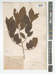 Image result for Bridelia micrantha