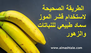 الموز فاكهة إستوائية محببة يقبل عليها الكثير من الناس وجرت العادة على أن نتخلص من قشور الثمرة بعد تناولها رغم أن معظم قشور الفاكهة تكو Banana Peel Banana Fruit