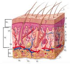 Integumentary System Labeling Quiz Diagram Quizlet