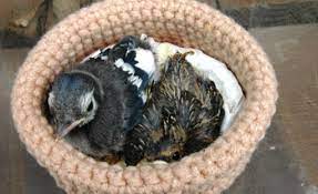 See more ideas about knitted, nest, bird nest. Wildlife Rescue Nests Home