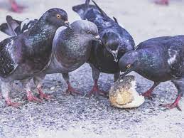 Right Now We Need To Feed The Pigeons By Patrick Kuklinski Tenderly