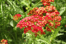 Each flower symbolizes something different, and you may even find that the symbols of these birth flowers match. Birth Month Flowers And Their Meanings Dummer ç¶ æ‰‹æŒ‡ æœ€å°ˆæ¥­çš„é¤ŠèŠ±app