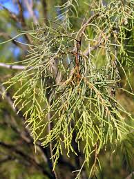 Image result for Tamarix usneoides