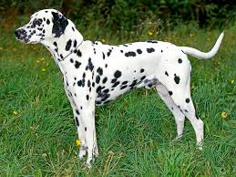 Dalmacyali Dalmatian Elityavru Com