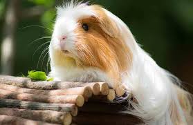 Epingle Sur Mon Animal Et Moi