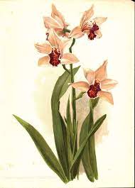 Sander S Cymbidium Orchid 1905 Henry Moon Botanical Flower Print Botanical Flowers Print Botanical Flowers Botanical Drawings