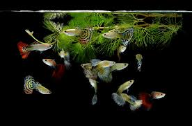 Guppy Poecilia Reticulata Haltung Im Aquarium Zooplus Magazin