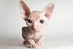 Sphynx Kittens For Sale [ Cheap] - Fast Delivery with no ...