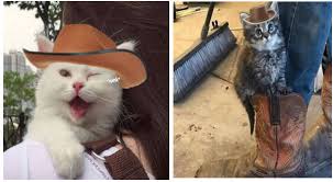 Welcome to the official cats and cowboy hats twitter! Instagram Page Adds Cowboy Hats To Cat Photos And The Result Is Purr Fect I Can Has Cheezburger