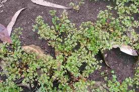 Image result for Polycarpon