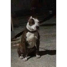 Wtfbdy Baron Chivas Pitbull Pitbullterrier Pitbullsofinstagram Pitbulldog Pitbullgram Pitbullove Pitbu Pitbulls Pitbull Terrier Pitbull Dog