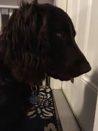 The boykin spaniel was enacted as the sc state dog in 1985. Boykin Spaniel Puppies For Sale