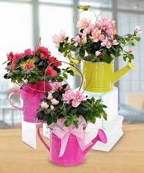 Send A Beautiful Blooming Azalea Plant Perfectly Placed Inside A Colorful Watering Can Each Watering Flower Arrangements Diy Flower Arrangements Table Flowers