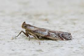 Image result for Delplanqueia inscriptella