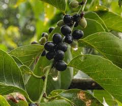 Image result for Bridelia micrantha