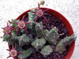 Image result for Duvalia