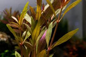 Image result for Rinorea elliptica