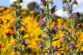 Image result for Baissea viridiflora