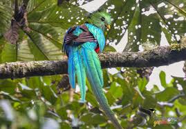 504 x 504 png 614 кб. Birdwatching Guatemala On Twitter Resplendent Quetzal Guatemala A Fantastic Encounter With Our National Bird The Resplendent Quetzal Or The Feathered Serpent Discover It In Our Photographic And Bird Watching Expeditions Birdingbylocals