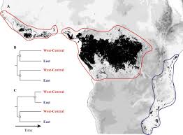 Image result for Monodora grandidieri