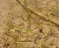 Image result for Potamogeton trichoides